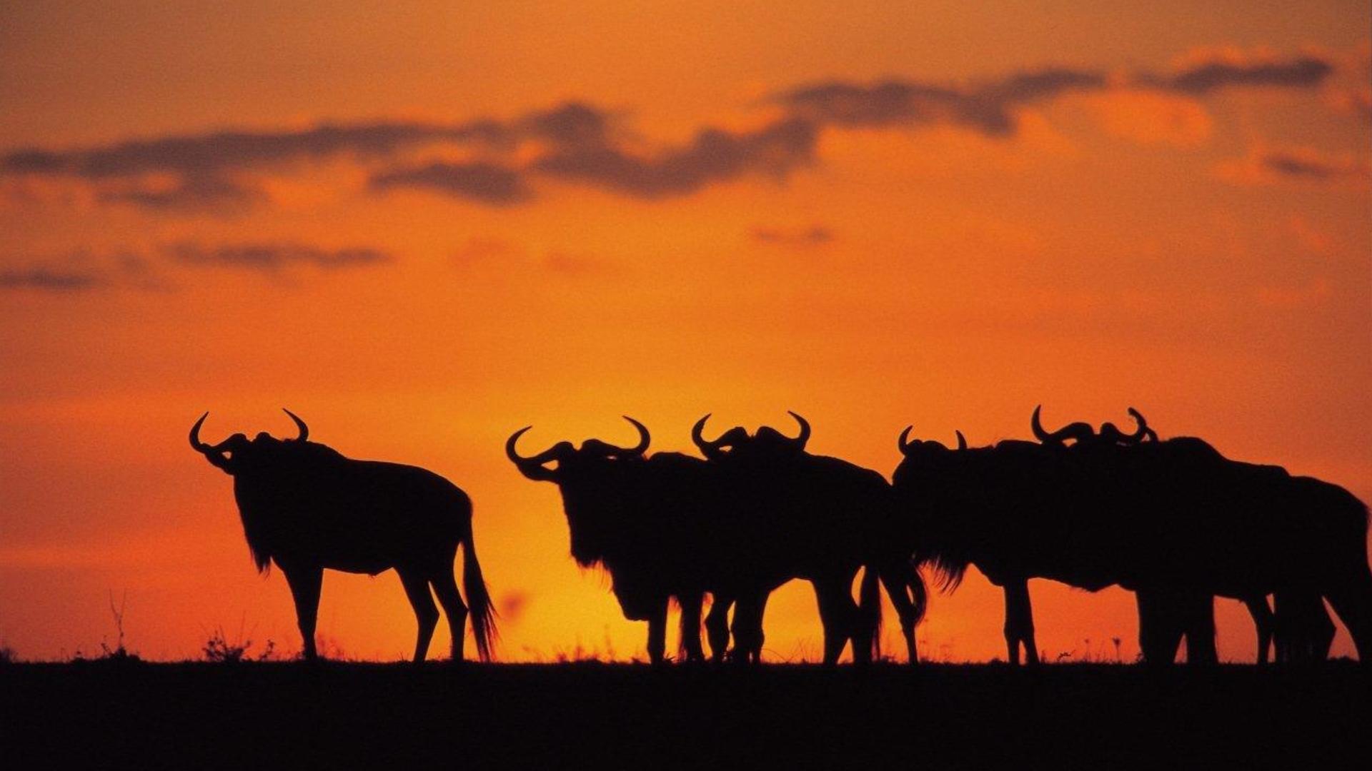 BEST OF KENYA 8 DAYS